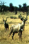 A Kruger Nemzeti Park