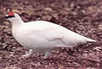 Világjáró