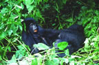 Uganda hegyi gorilli